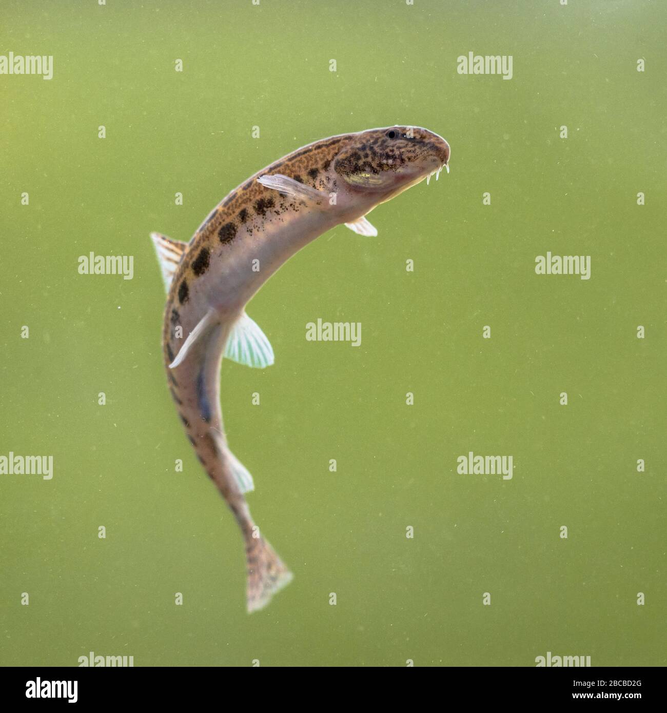 Le Loach (Cobitis taenia) est un poisson d'eau douce en Europe. Il est également connu sous le nom de Loach d'eau douce tachetée. Il se trouve dans l'eau riche en oxygène des rivières Banque D'Images