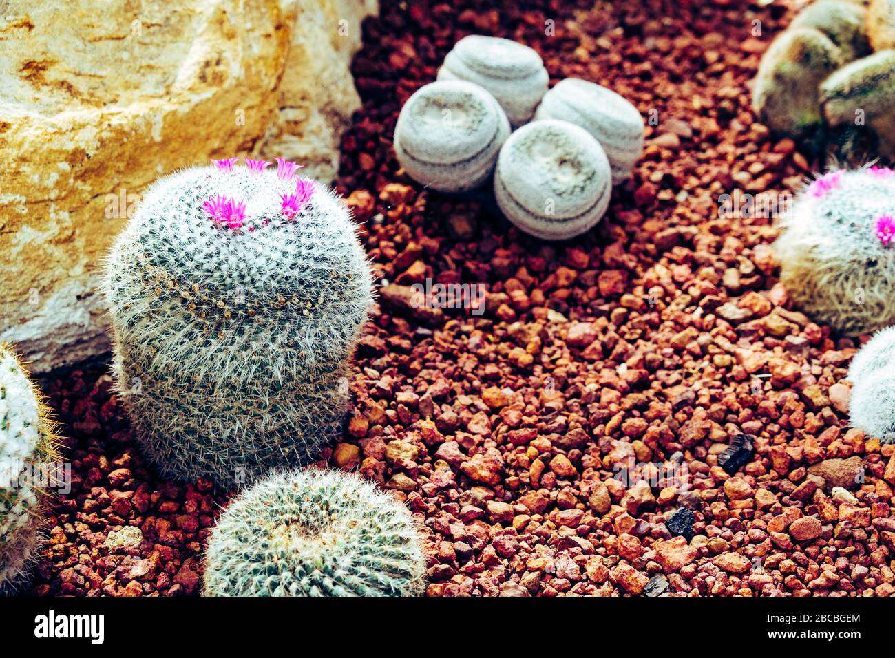 Cactus dans le jardin agricole avec fond de sol Banque D'Images