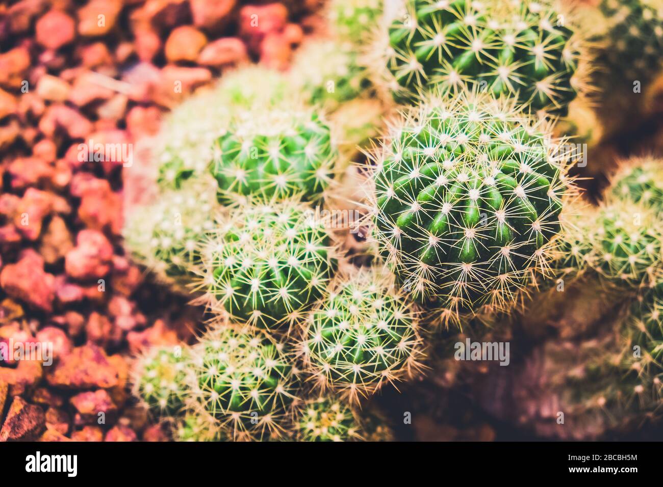 Cactus dans le jardin agricole avec fond de sol Banque D'Images