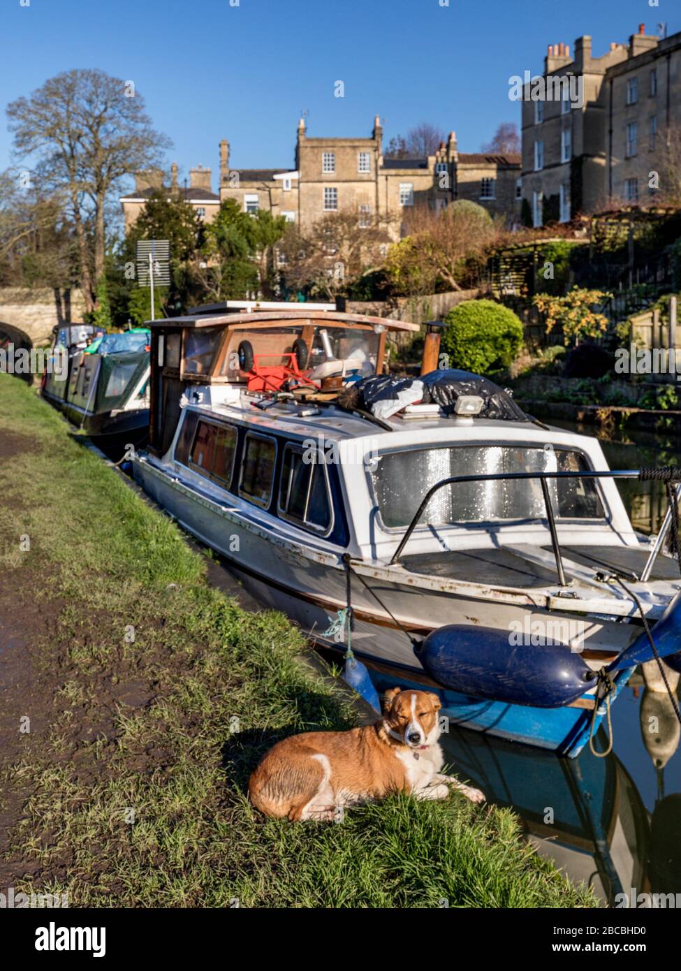 Un chien allongé au soleil à côté de barges amarrés sur le canal Kennet et Avon, Bath Somerset UK Banque D'Images