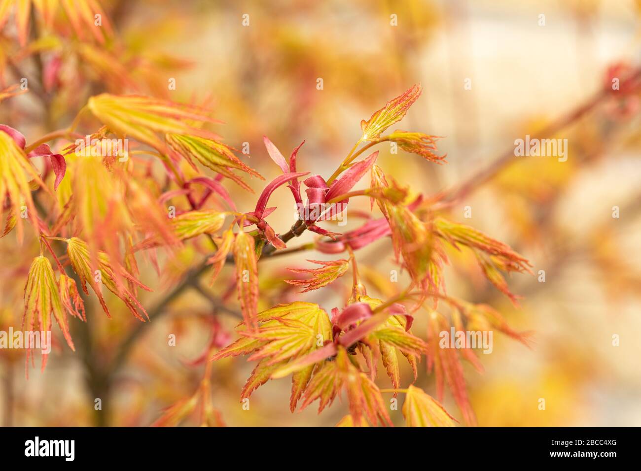 Gros plan sur les feuilles Orange Dream Acer Palmatum au printemps, au Royaume-Uni Banque D'Images