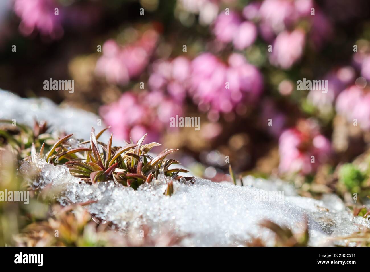 Plantes qui poussent sous la neige sur un fond flou de fleurs roses dans un jardin printanier Banque D'Images