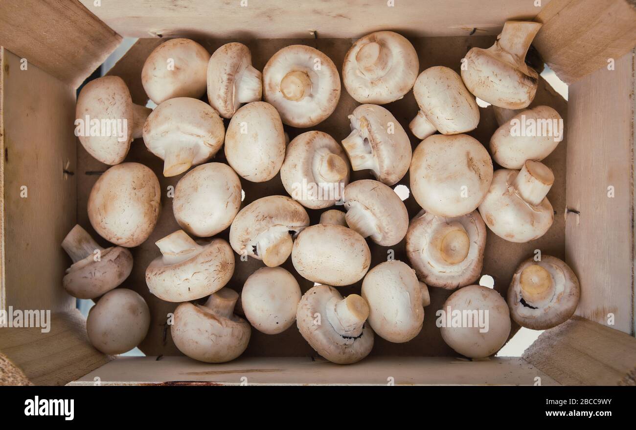 Gros champignons crus ramassés dans une boîte en bois, prêts pour la préparation de la nourriture. Nutrition saine, repas bio bio-bio cultivé, champignons frais fond, pas d'ogm Banque D'Images