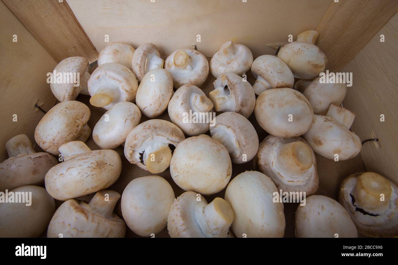 Gros champignons crus ramassés dans une boîte en bois, prêts pour la préparation de la nourriture. Nutrition saine, repas bio bio-bio cultivé, champignons frais fond, pas d'OGM Banque D'Images