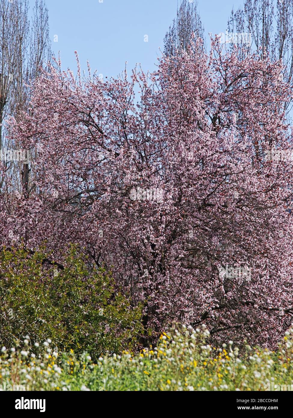cerisier ou feuille de prune violette en pleine floraison Banque D'Images