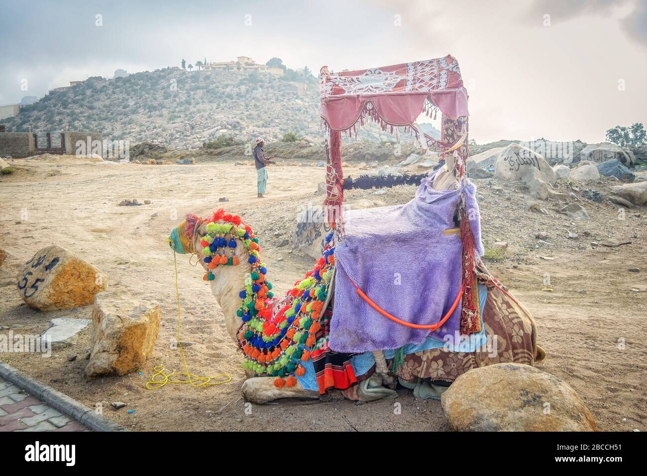Chameau décoré pour une promenade aux touristes visitant Al Taif en Arabie Saoudite Banque D'Images