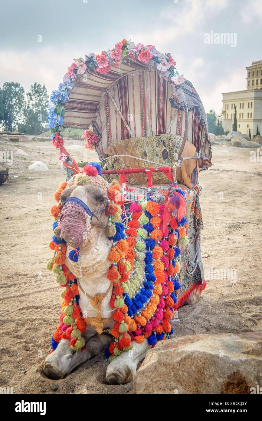 Chameau décoré pour une promenade aux touristes visitant Al Taif en Arabie Saoudite Banque D'Images