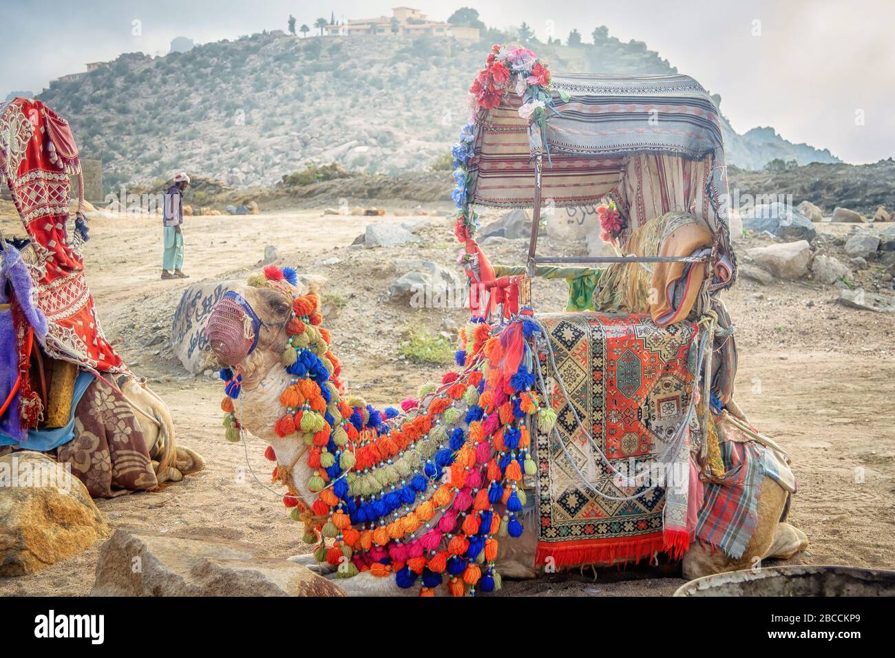 Chameau décoré pour une promenade aux touristes visitant Al Taif en Arabie Saoudite Banque D'Images