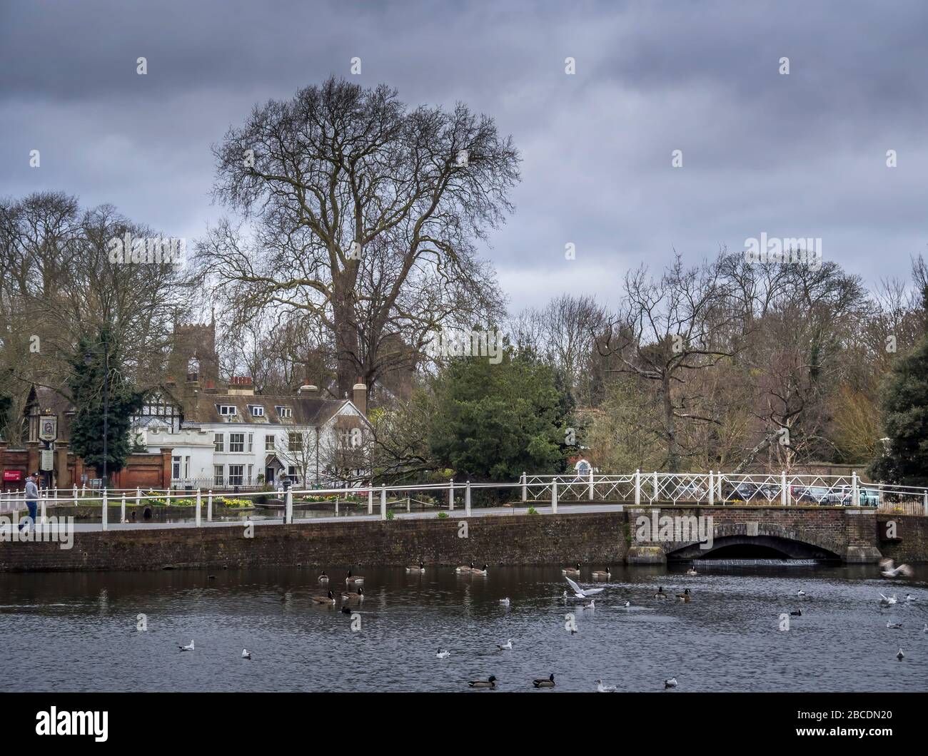 CARSHALTON, ANGLETERRE - 15 MARS 2020: Étangs de Carshalton au soleil de printemps avec pont. Musée de la Lune de miel avec jonquilles. Village historique. Banque D'Images