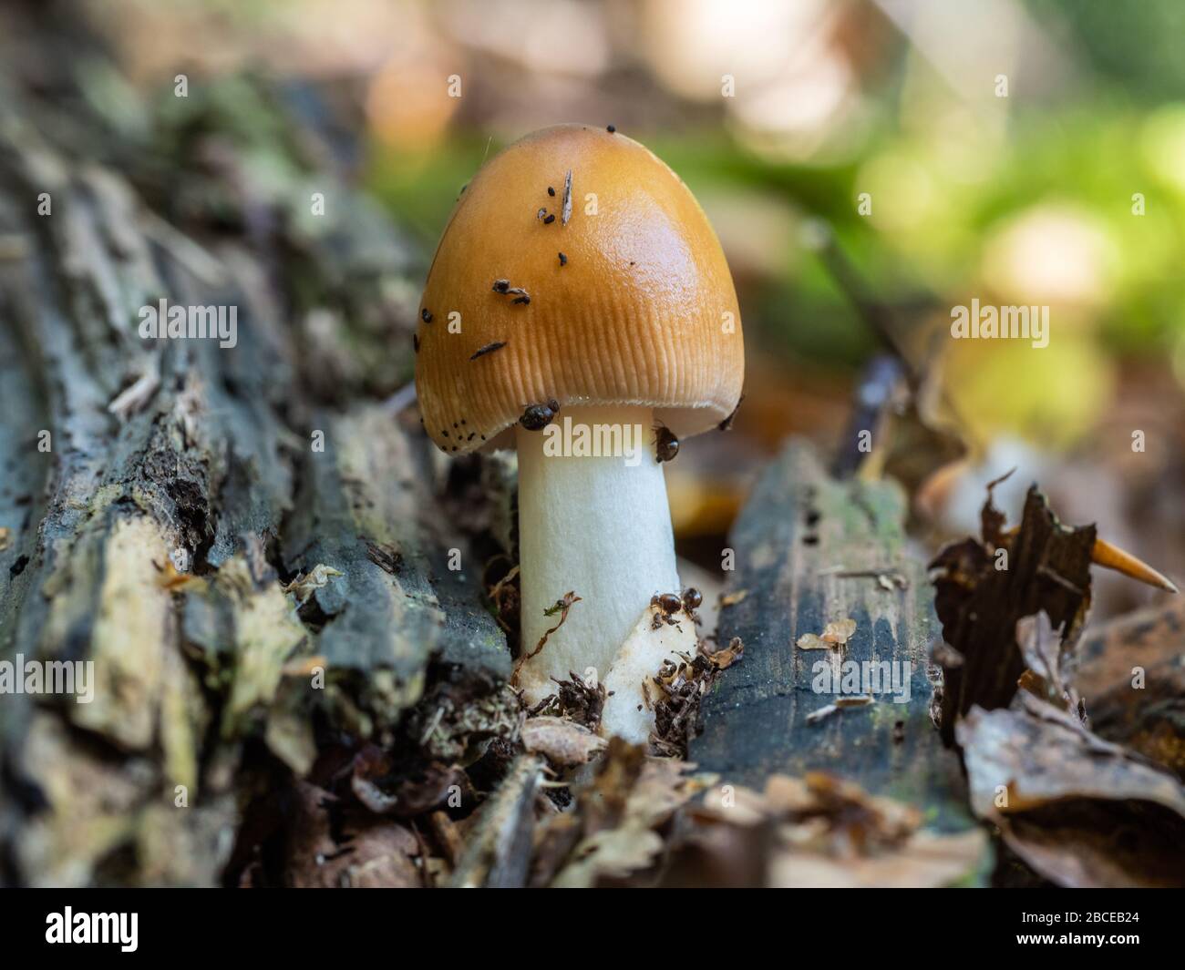 Le champignon Tawny Grisette recouvert de acariens Banque D'Images