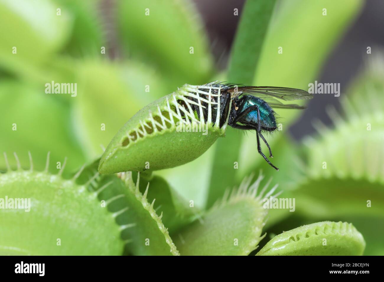 Vénus Flytrap Dionaea muscipula avec Fly piégée (une des deux images, montrant la séquence de recouvrement). Banque D'Images