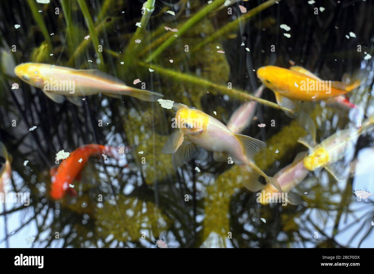 Poissons colorés, poisson rouge aquarium Banque D'Images