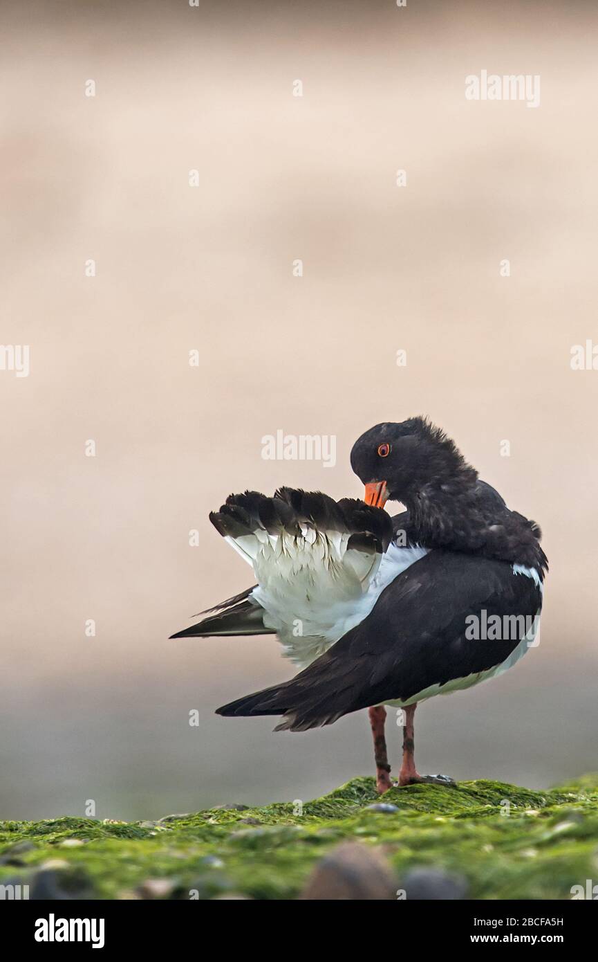 Eurasian oystercatcher Banque D'Images