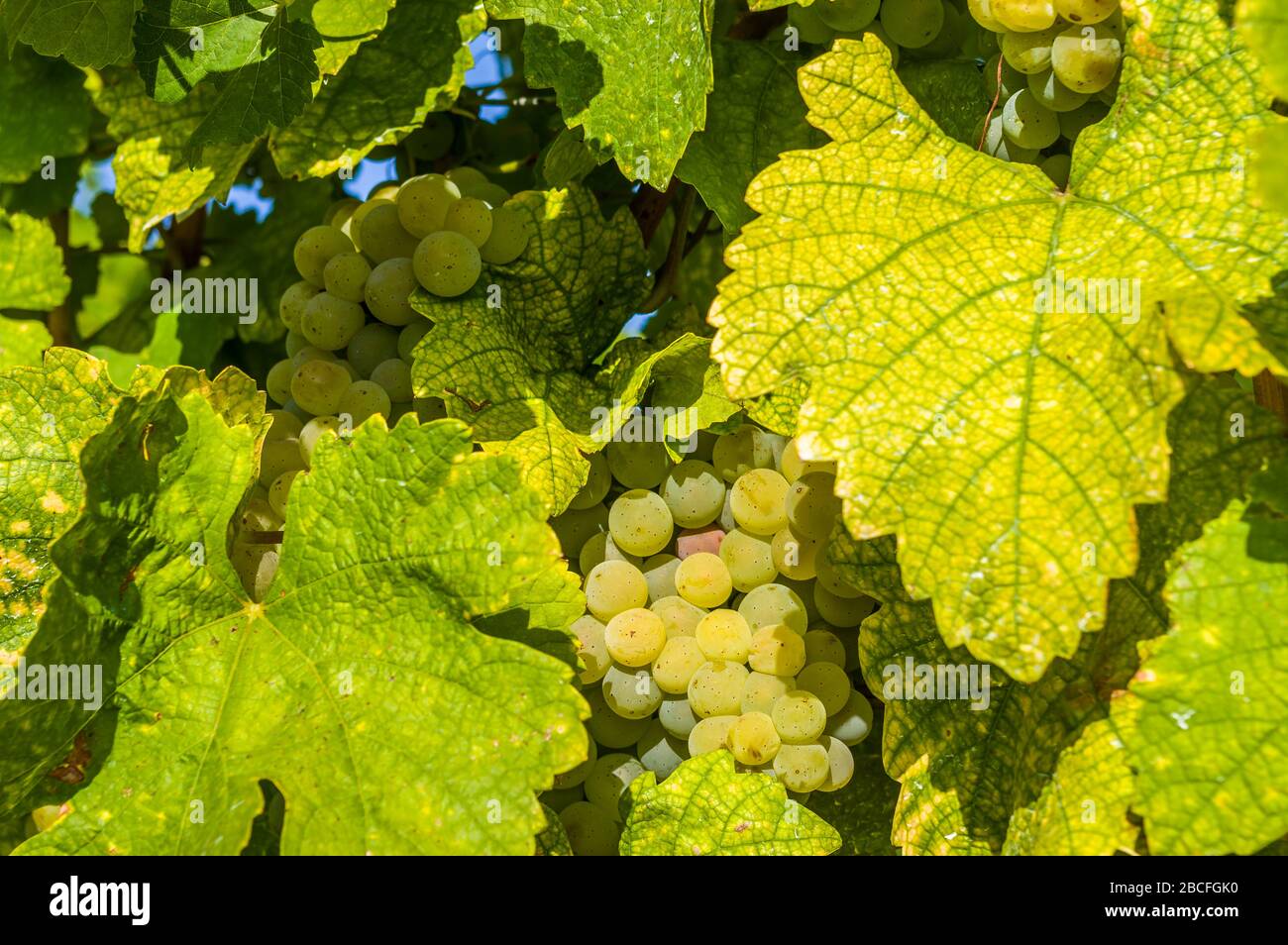 raisins blancs, baies et feuilles colorées à la vigne, gros plan Banque D'Images