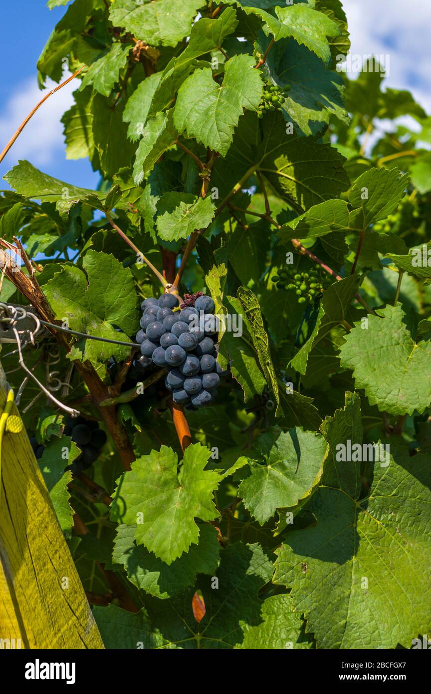 Vigne avec raisins rouges et baies et feuilles de vigne vertes dans la cirée et le ciel bleu Banque D'Images