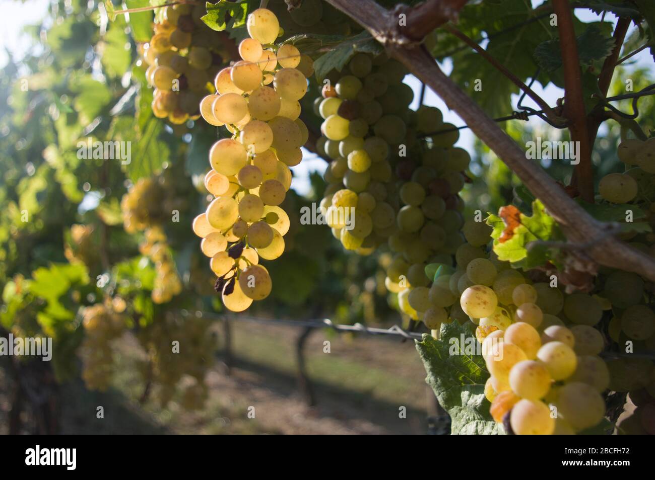 Grapevine avec des raisins et des baies lumineux rétroéclairés par le soleil Banque D'Images