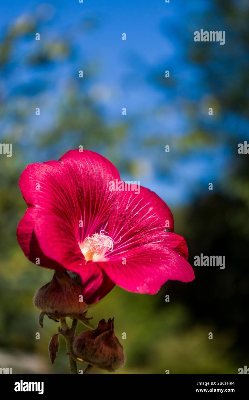 Hibiscus fleur en rose riche avec 2 bourgeons en gros plan et fond en bokeh Banque D'Images