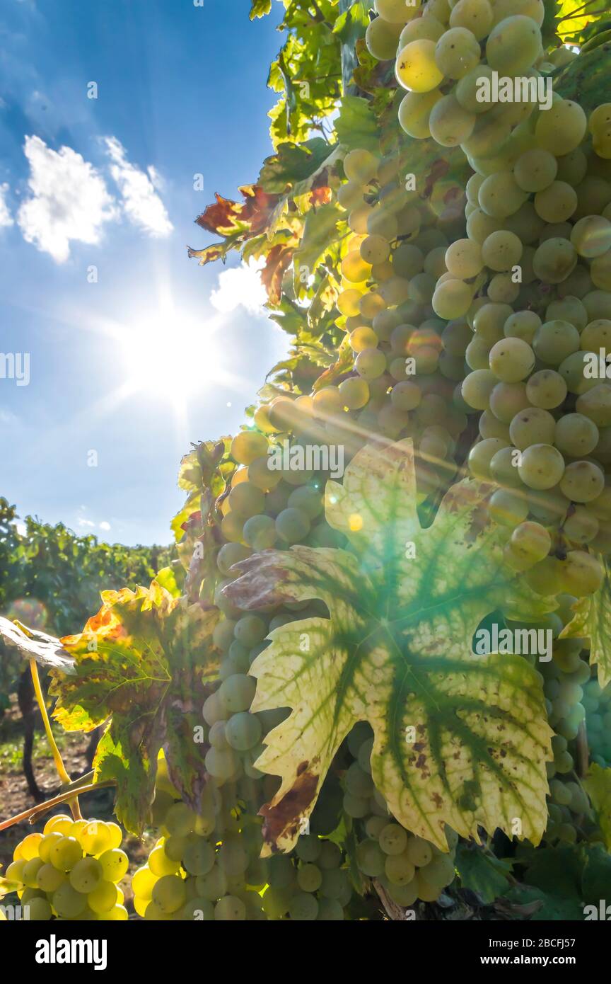 Vigne avec raisins et baies brillants en contre-jour avec étoile du soleil, ciel bleu et petits nuages Banque D'Images