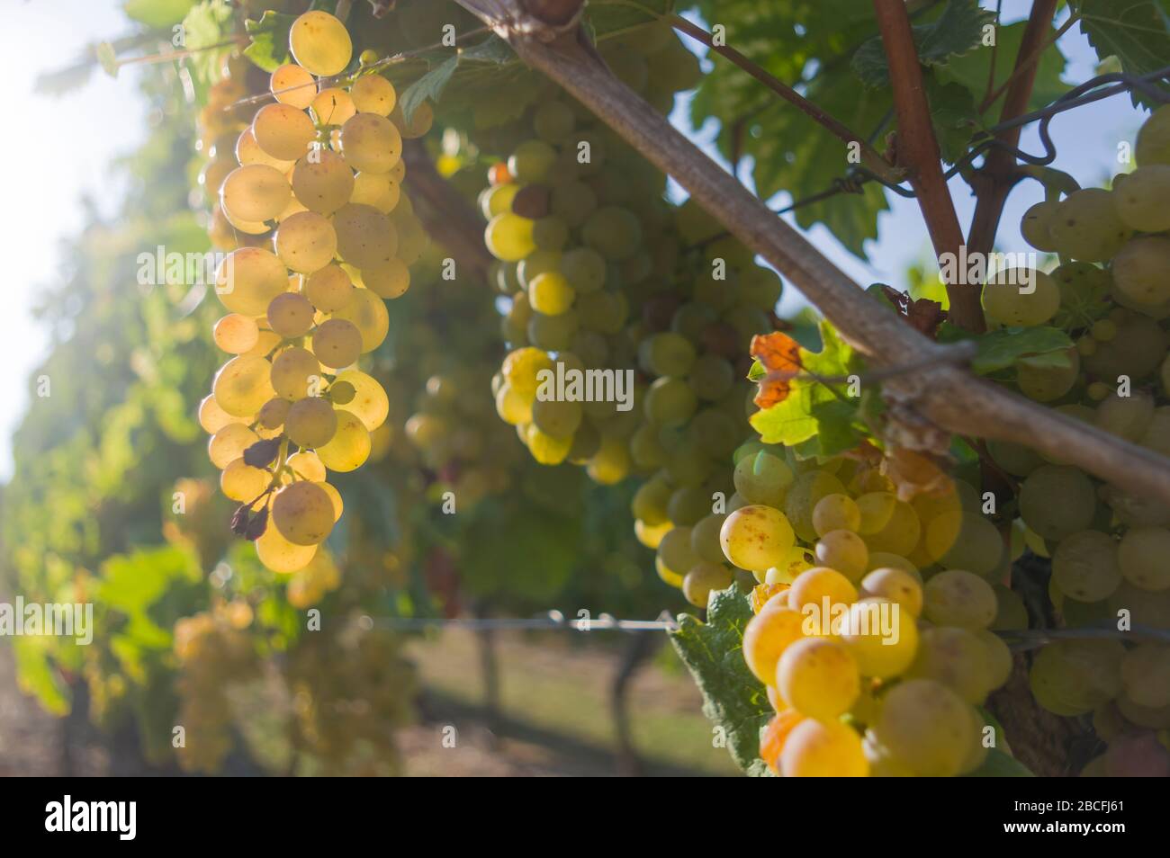Vignoble, vignes et raisins mûrs avant récolte en contre-jour, foyer sélectif Banque D'Images