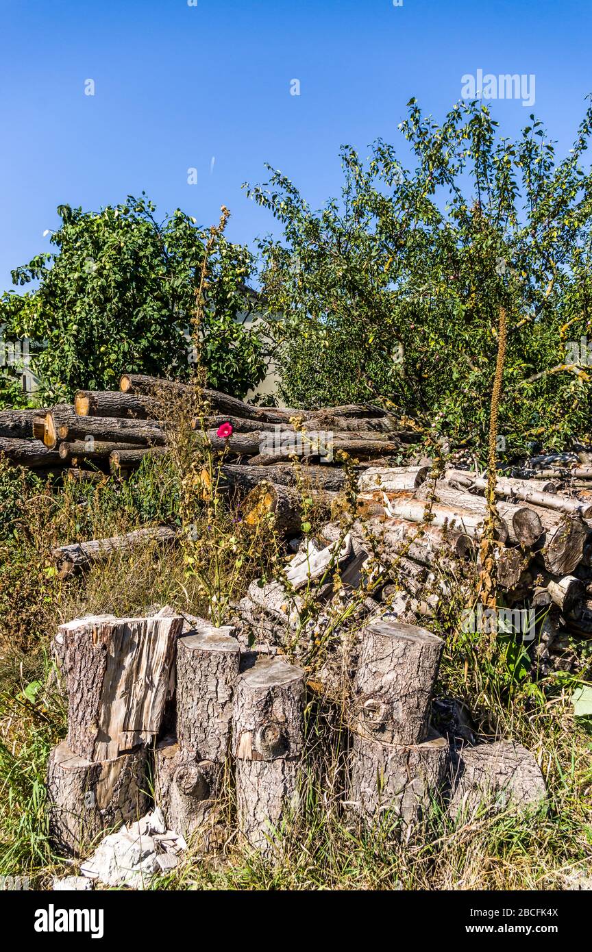 Aire de stockage en bois sur prairie avec troncs d'arbres et bois pour plus de transformation en bois de chauffage Banque D'Images