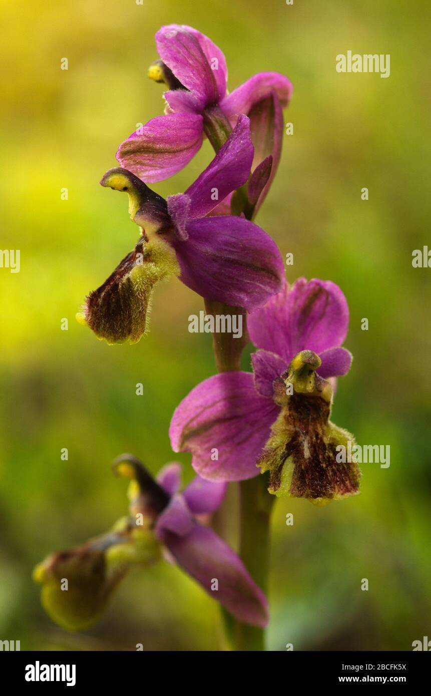 L'inflorescence de l'orchidée de Sawfly sauvage (Ophrys tenthrédinifera) avec des fleurs mal formées. Fond jaune et vert naturel hors point. Montagnes Arrabida Banque D'Images