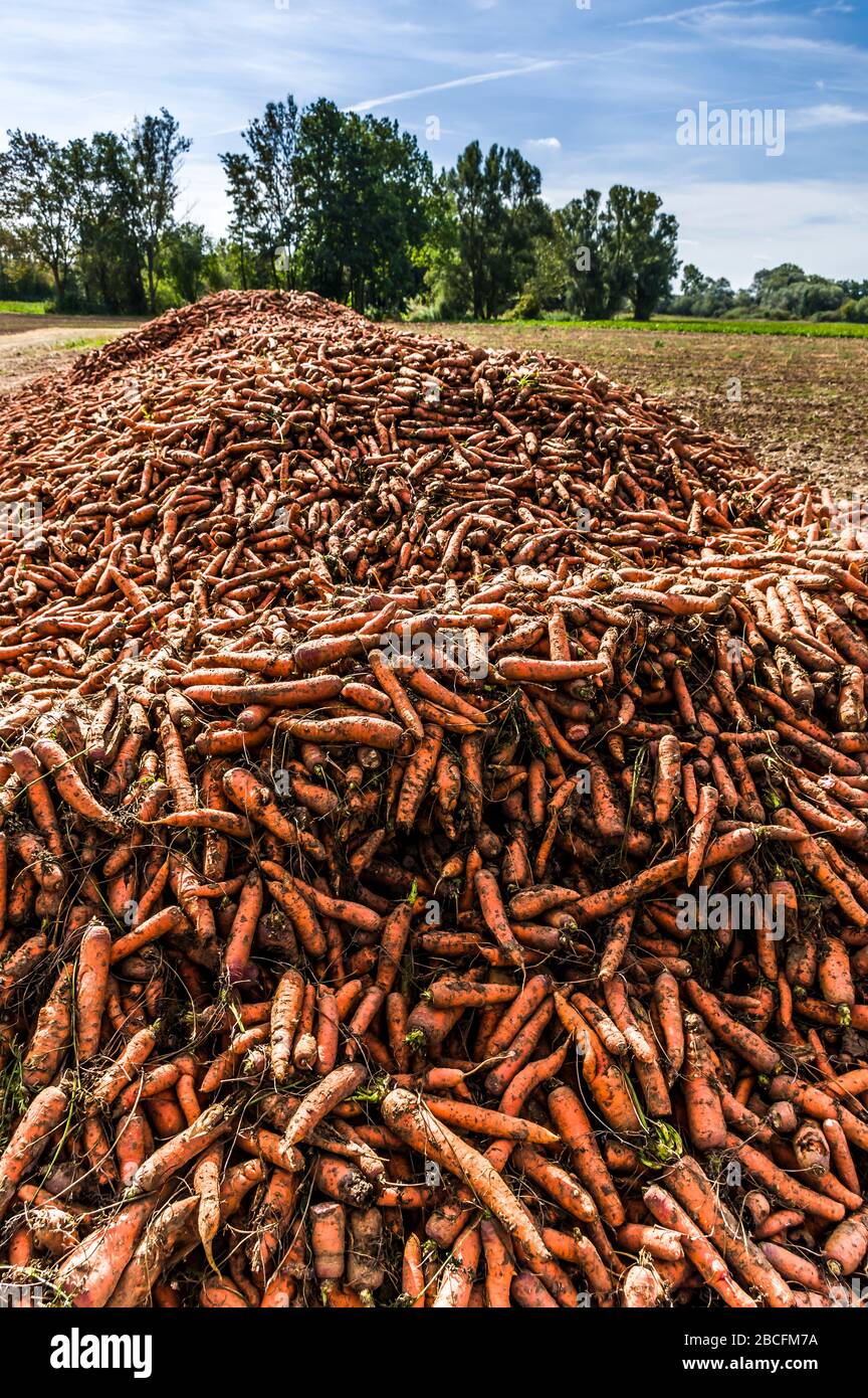 Un champ avec une montagne ou une pile de carottes récoltées, dans le paysage boisé de fond Banque D'Images