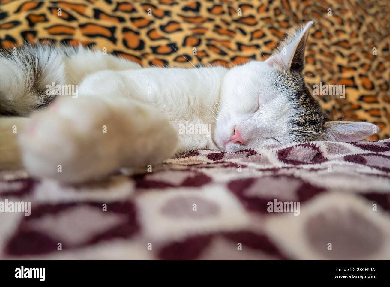 un petit chaton pour adolescents se trouve et dort sur la couverture molleteuse du canapé, s'étendant sur ses longues pattes Banque D'Images