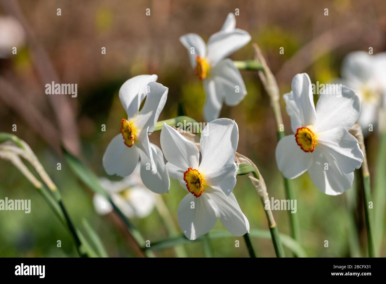 Fleurs printanières Narcisse poeticus, également appelé narcissus de Poet, dans le jardin historique clos dans le Borough de Hillingdon, Londres, Royaume-Uni. Banque D'Images