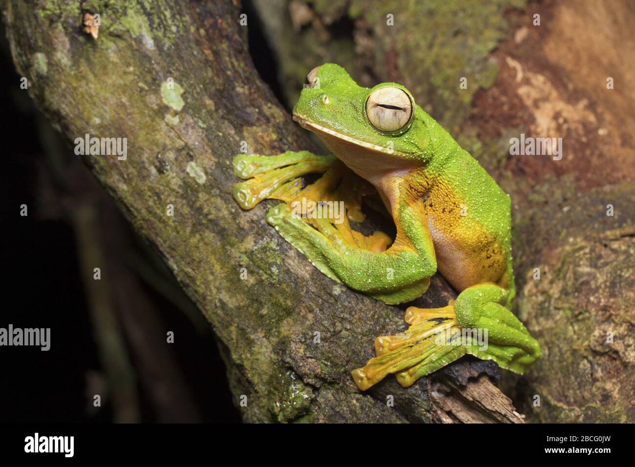 La grenouille volante de Wallace, grenouille unique de Malaisie Banque D'Images