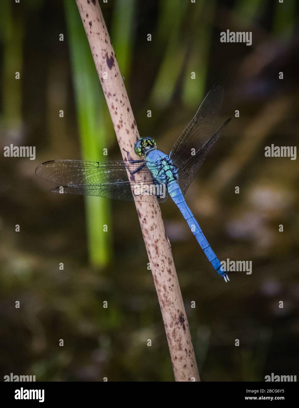 Gros plan d'une libellule bleue de Dasher Banque D'Images