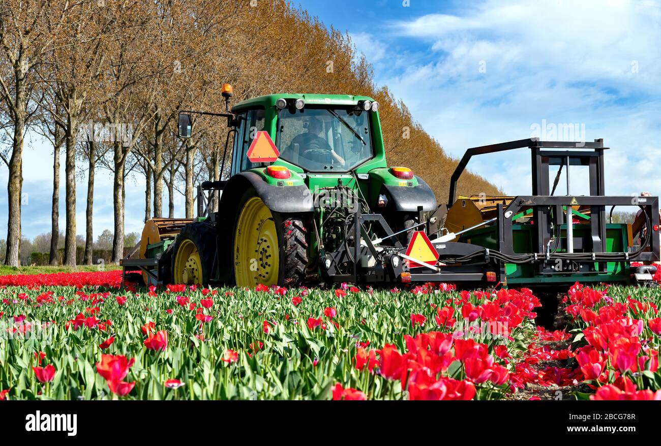 Pays-Bas, 04/19/2020: Coupe mécanisée des têtes de fleurs. Vers la fin du mois d'avril, beaucoup d'agriculteurs sont en train de faire des tulipes pour que les ampoules puissent obtenir la distribution Banque D'Images