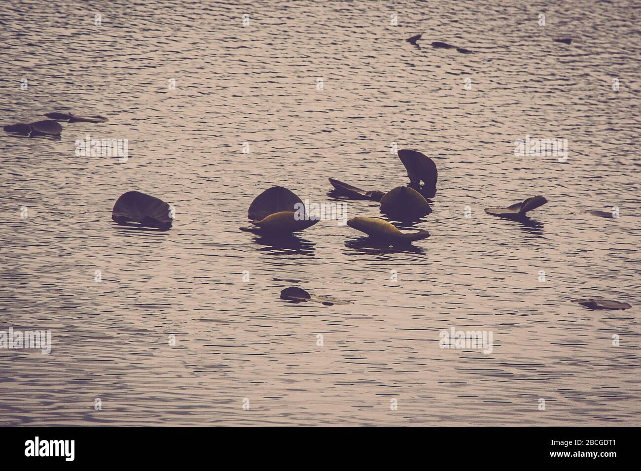 Plantes dans l'eau, Kenai River, Kenai, Alaska, États-Unis Banque D'Images