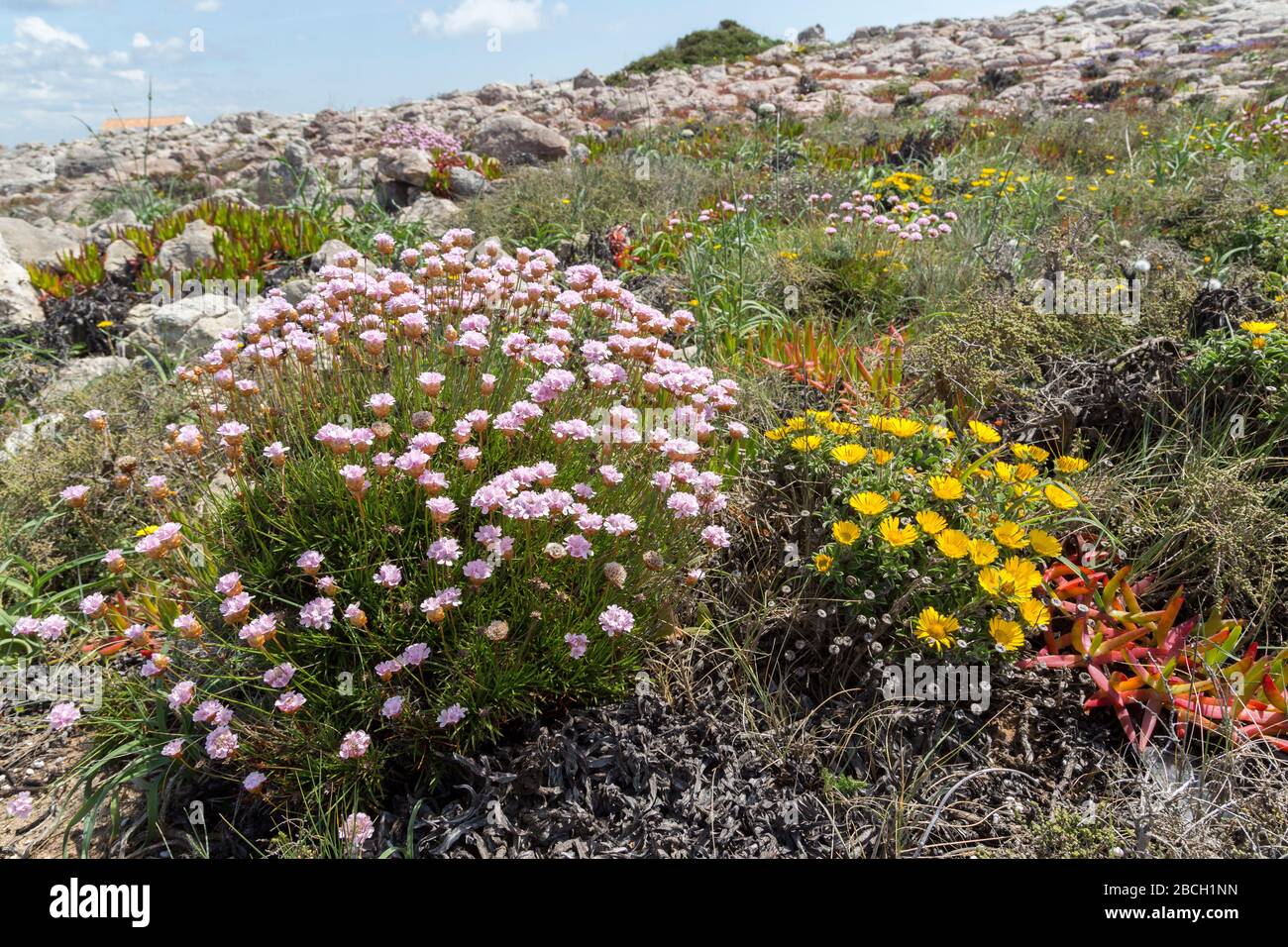 Ethrift, Armeria pungens, et l'aster jaune de mer, Asteriscus maritimus, fleurs sur la chaussée calcaire, Ponta de Sagres, Sagres point, Algarve, Port Banque D'Images