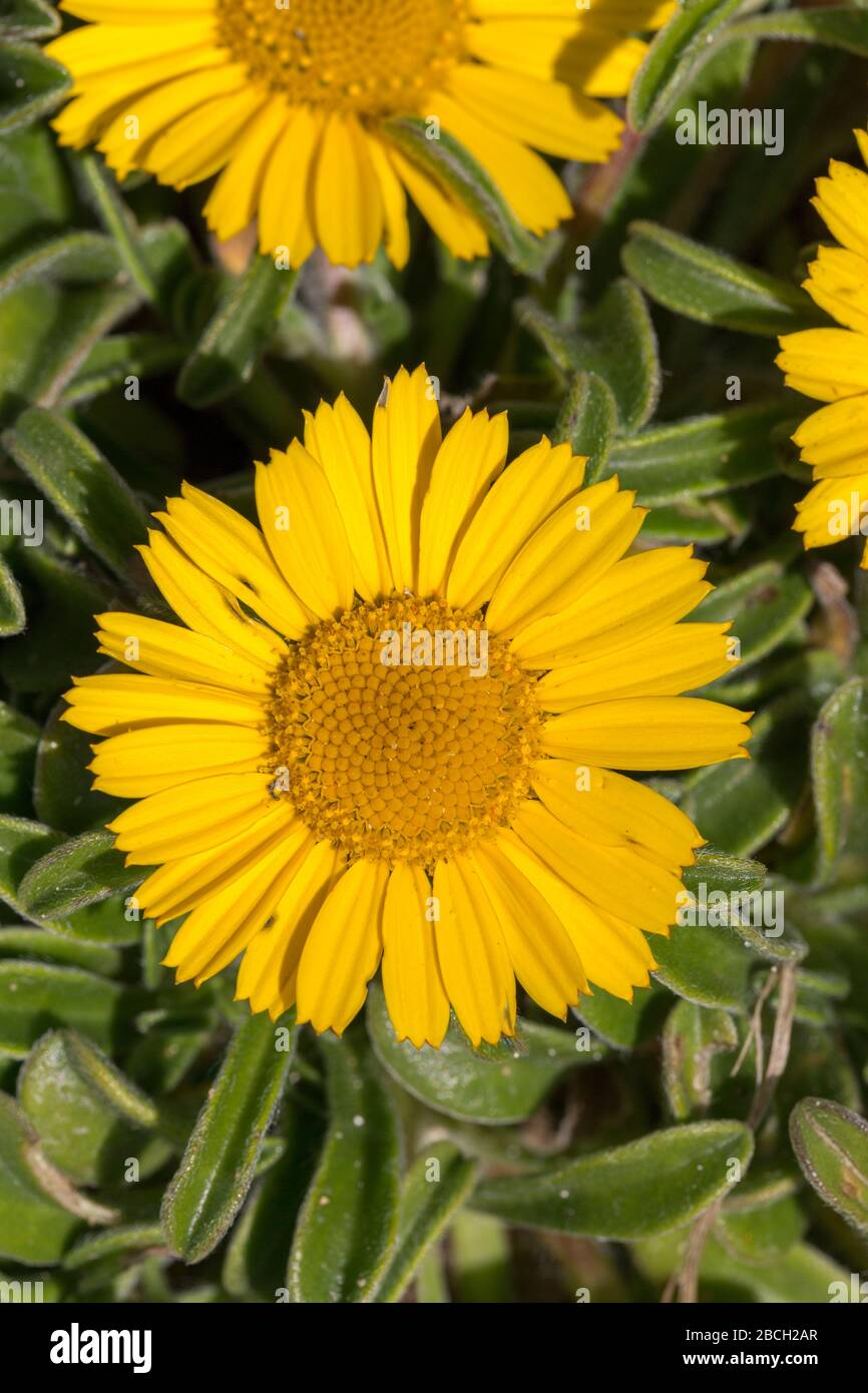 L'aster jaune Asteriscus maritimus fleurit sur un pavé calcaire, Ponta de Sagres, Sagres point, Algarve, Portugal Banque D'Images