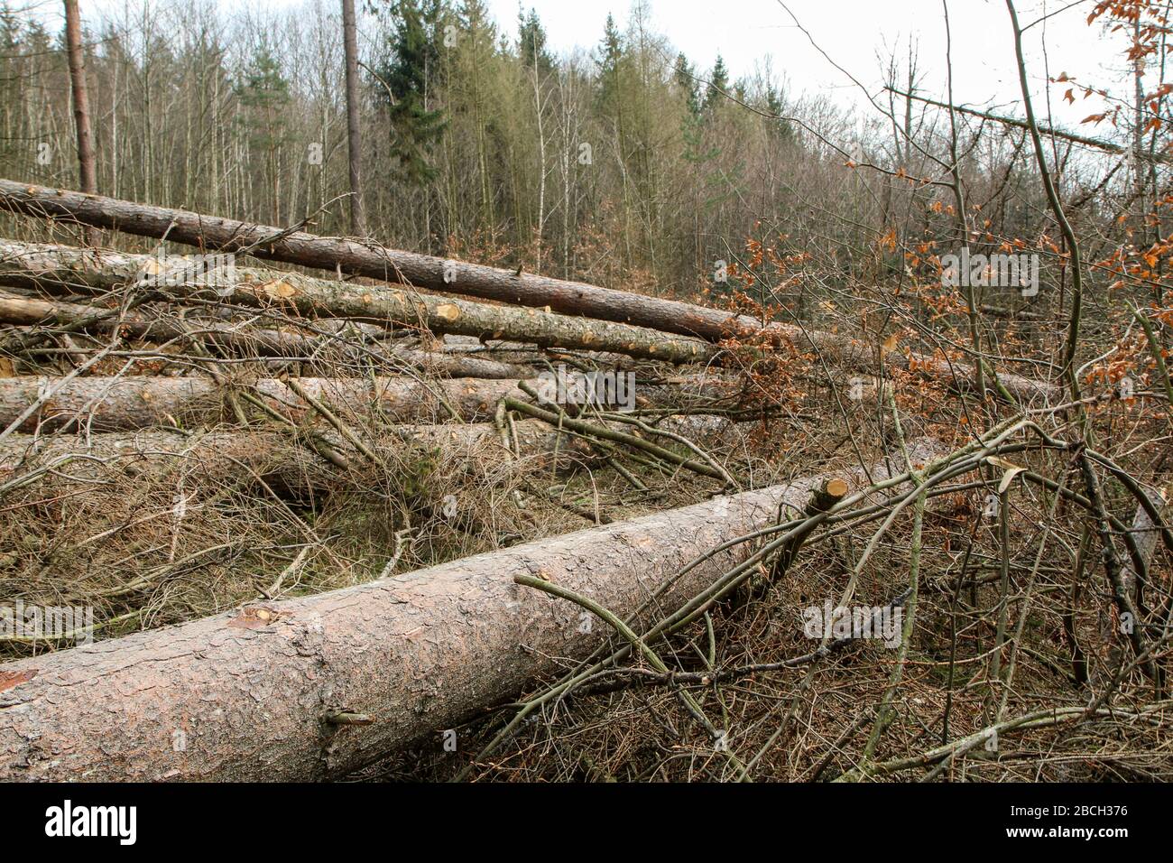 Les arbres sont allongé sur le sol dans la forêt. Symbole pour l'industrie du bois d'oeuvre ou soin de la forêt avec infestation de ver de bois. Banque D'Images