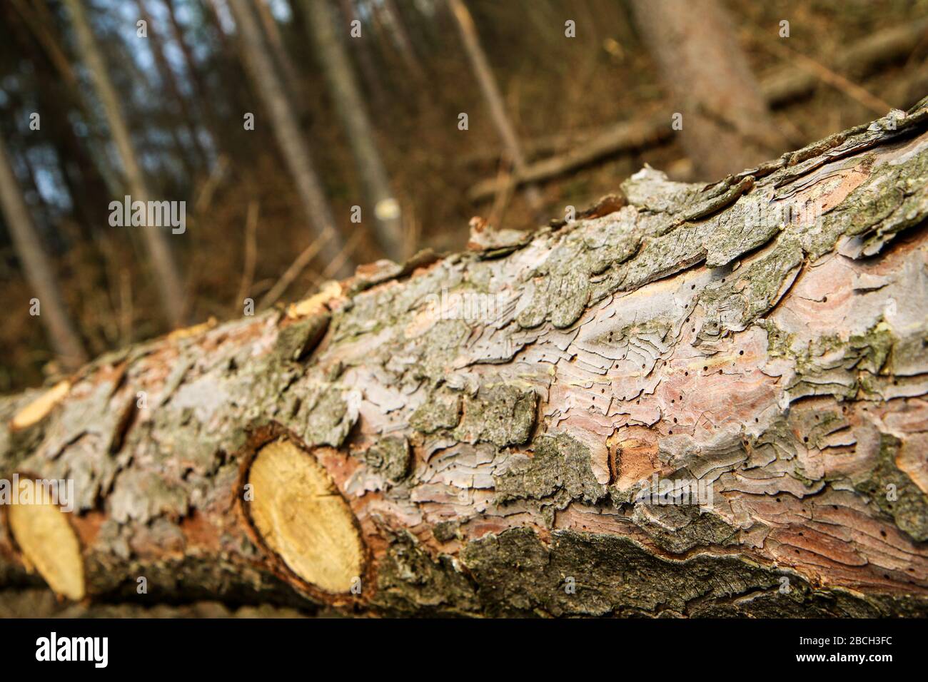 Les arbres sont allongé sur le sol dans la forêt. Symbole pour l'industrie du bois d'oeuvre ou soin de la forêt avec infestation de ver de bois. Détail de l'écorce avec Banque D'Images