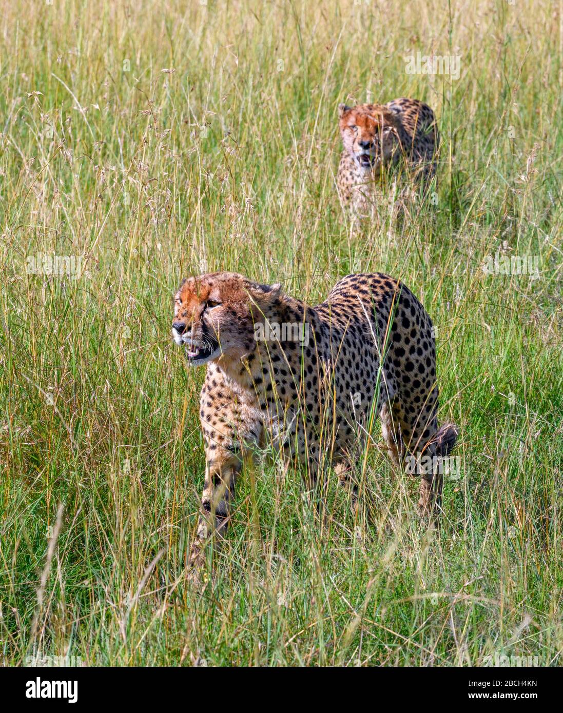 Cheetah (Acinonyx jubatus). Des cheetahs marchant à travers de longues herbes dans la réserve nationale de Masai Mara, Kenya, Afrique Banque D'Images