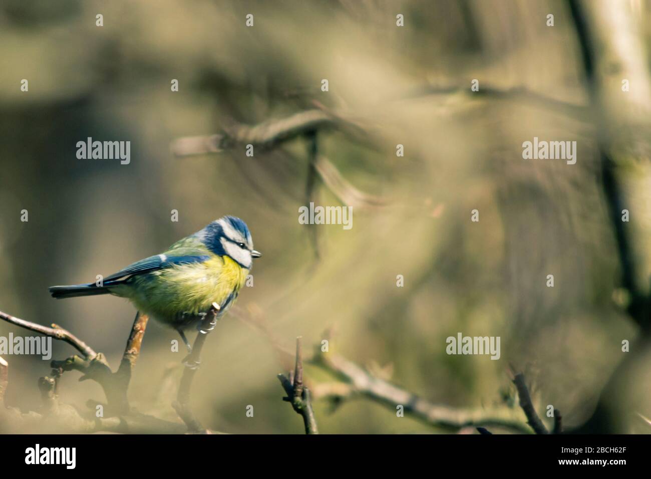 Un titmouse - une famille d'oiseaux de passereaux. Banque D'Images