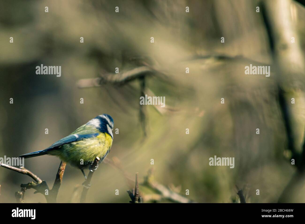 Un titmouse - une famille d'oiseaux de passereaux. Banque D'Images