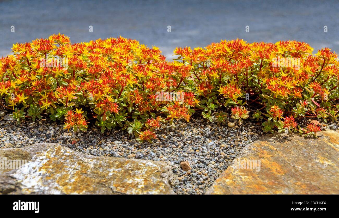 jardin de roche avec une récolte de pierre florissante rouge et jaune Banque D'Images