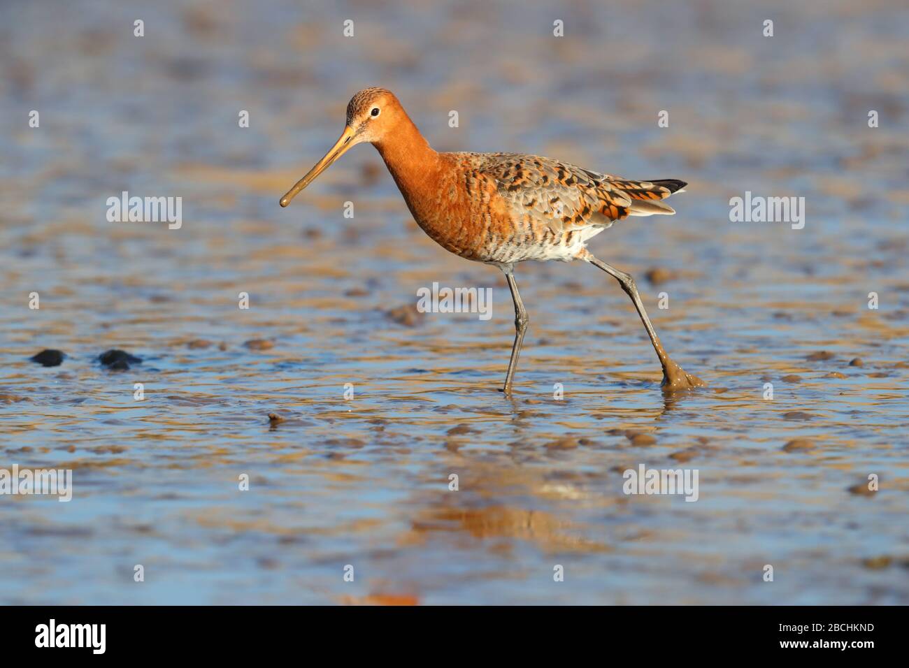Un déplumage adulte de la race islandaise se nourrissant dans un estuaire du nord de Norfolk, au Royaume-Uni Banque D'Images