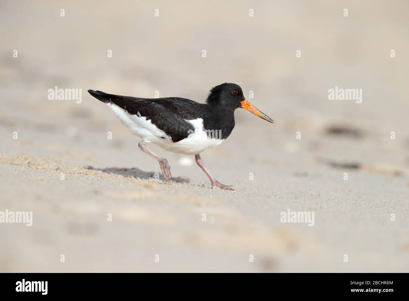 Un jeune oystercarcher eurasien (Haematopus ostralegus) se nourrissant sur une plage de St Mary's, Iles de Scilly, Royaume-Uni Banque D'Images