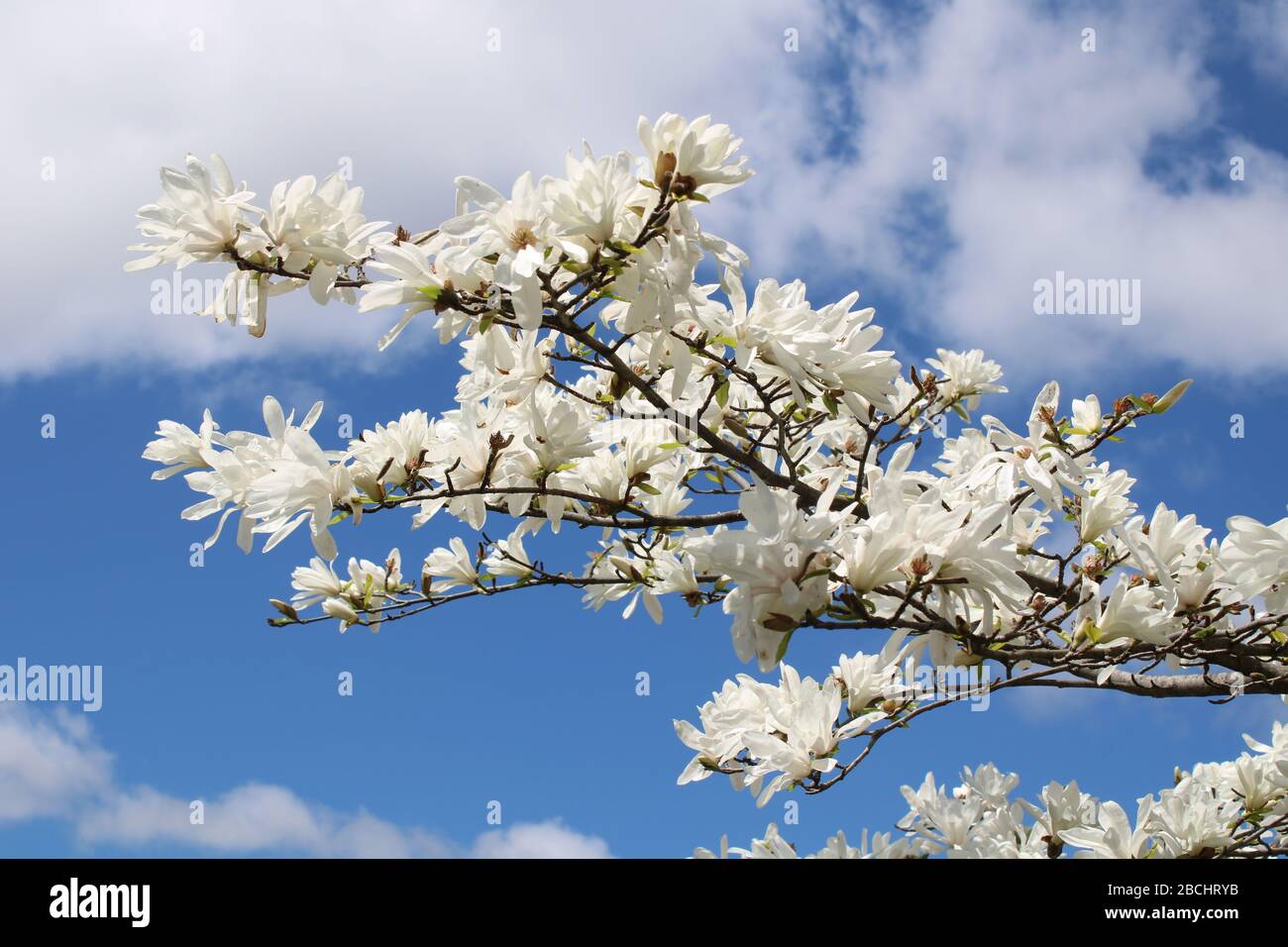 Blanc des magnolias à Bloom - partie 5 Banque D'Images