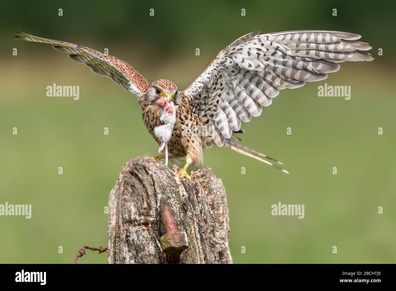 Oiseau de proie européen Kestrel ( Falco tinnunculus) qui atterrit sur une souris avec des ailes se propagent sur un fond vert. Banque D'Images
