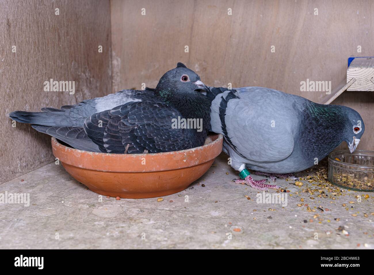 Couples reproducteurs de pigeons dans leur boîte sur le loft de pigeon, les parents prennent des tours pour brood sur les oeufs Banque D'Images