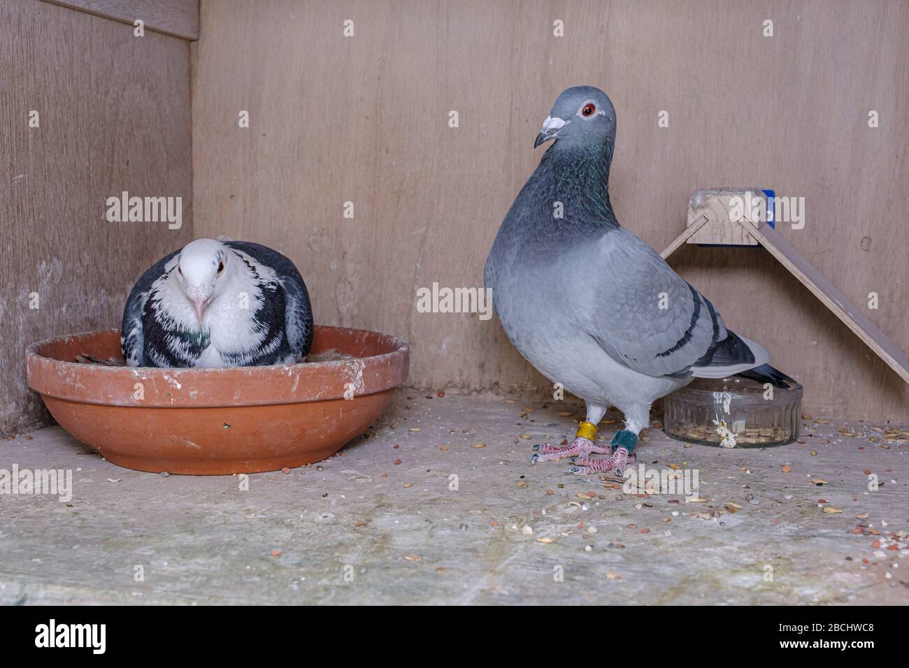 Couples reproducteurs de pigeons dans leur boîte sur le loft de pigeon, les parents prennent des tours pour brood sur les oeufs Banque D'Images