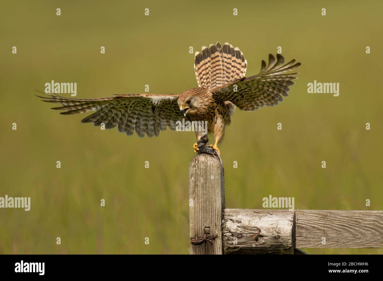Oiseau de proie européen Kestrel ( Falco tinnunculus) qui atterrit sur une souris avec des ailes se propagent sur un fond vert. Banque D'Images