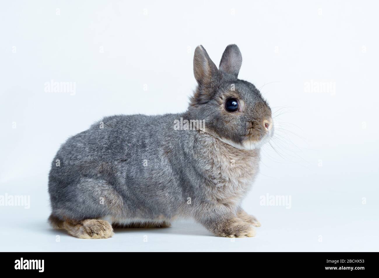 Adorable lapin isolé sur un fond blanc Banque D'Images