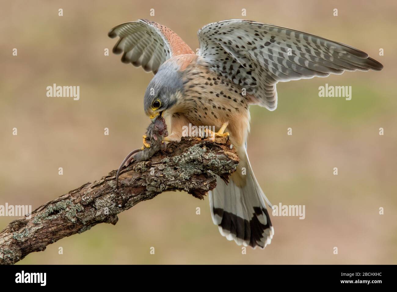 Oiseau de proie européen Kestrel ( Falco tinnunculus) qui atterrit sur une souris avec des ailes se propagent sur un fond vert. Banque D'Images