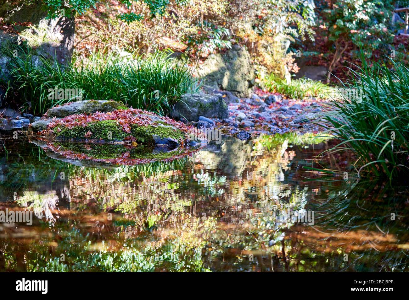 Étang rempli de feuilles d'automne colorées dans le jardin japonais Banque D'Images